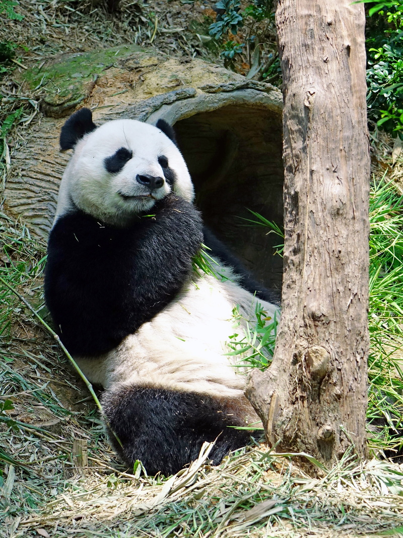 wildlife Reserve, big, furry, bamboo - Plant, panda - Animal, no people, large, black and white, outdoors, panda, day, animal themes, park, trunk, animal wildlife