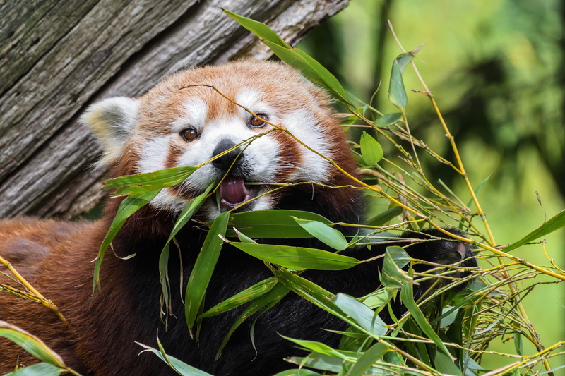portrait, animal themes, whisker, forest, animal head, bamboo - plant, focus on foreground, brown, animals And Pets, fur, bear, animal, plant part, panda - Animal