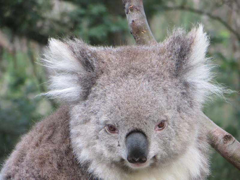 animal wildlife, Koala, pouch, leaves, fauna, claws, plant, animal themes, royalty, 4K, australian Culture, vertebrate, portrait, wild, native, fur, Wildlife