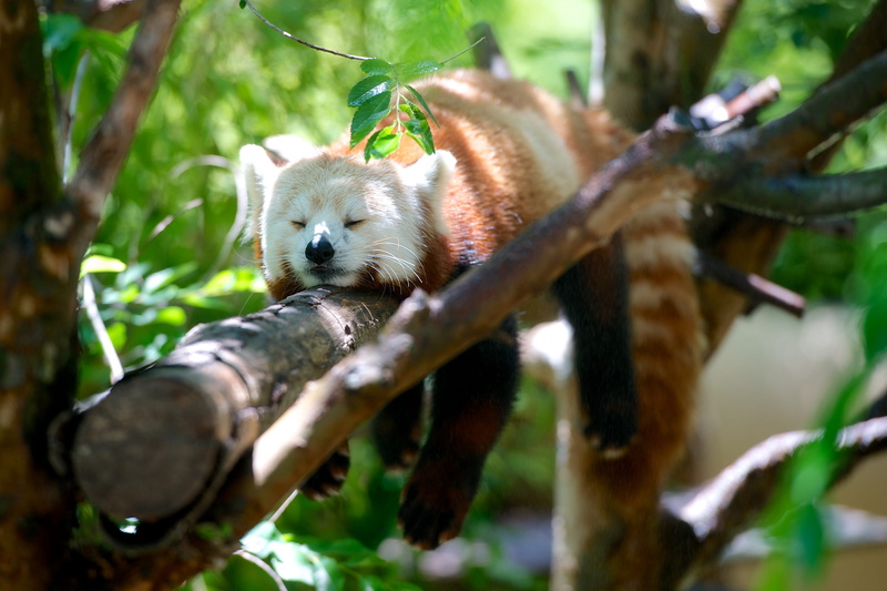 selective focus, plant, mammal, zoology, focus on foreground, no people, low angle view, lying, nature, outdoors, brown, forest, panda - animal, animals And Pets