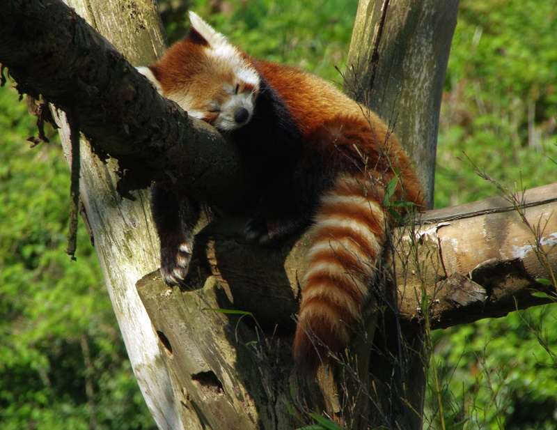 panda, animals in the wild, zoo lille, no people, zoo, animal, coat, focus on foreground, glider, tree, mammal, stripe, trunk, primate, panda radiant, sugar