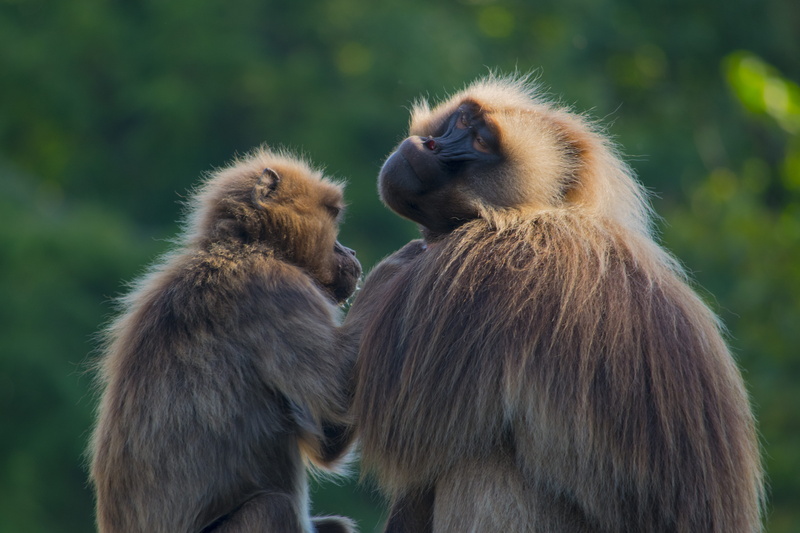 focus on foreground, germany, care, animal themes, naturzoo rheine, brown, brown bear, positive emotion, love, animals in the wild, outdoors, group of animals