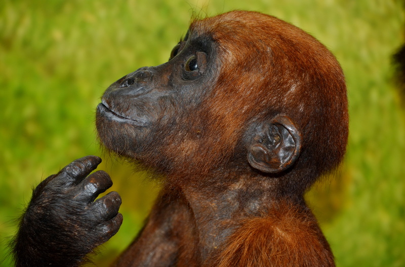 wildlife, nature, zoo, vertebrate, ape, mammal, animal body part, care, herbivorous, one animal, profile view, day, animals In The Wild, no people, animal wildlife