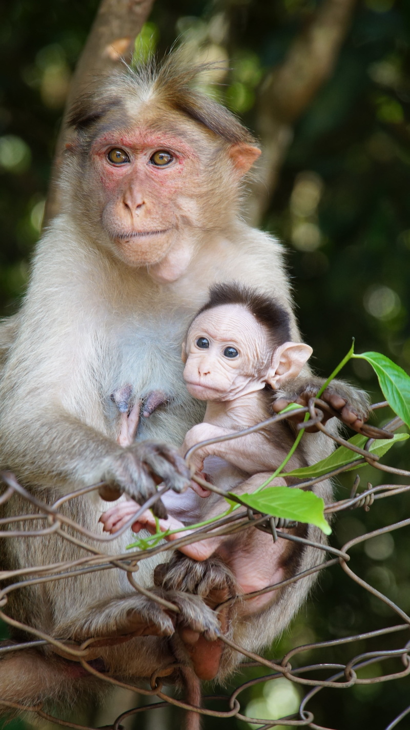 mother, wildlife, child, green, forest, life, mammal, primate, outdoors, young animal, 4K, group of animals, two animals, animal themes, animal, female animal
