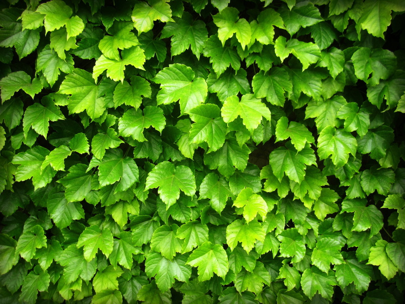 eco, spring, branch, leafed, ecology, backgrounds, freshness, color, fresh, botany, design, outdoors, day, lush foliage, beauty in nature, no people, natural