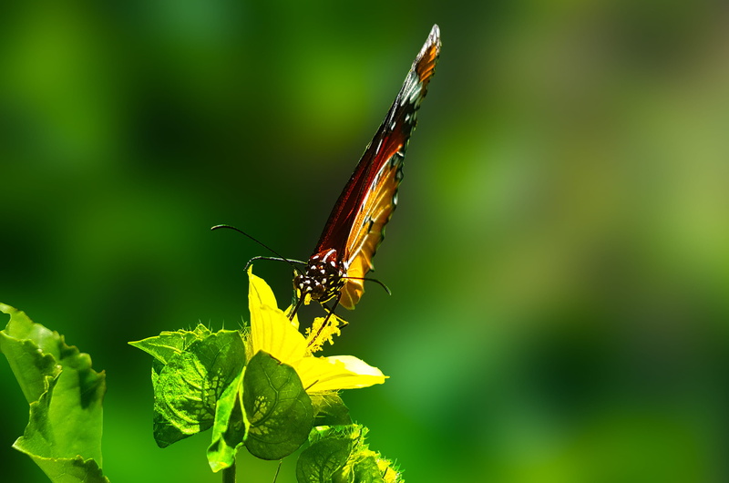 insect, animal, outdoors, flora, green color, perched, biology, animal themes, flower, animals in the wild, garden, animal wing, closeup, close-up, no people