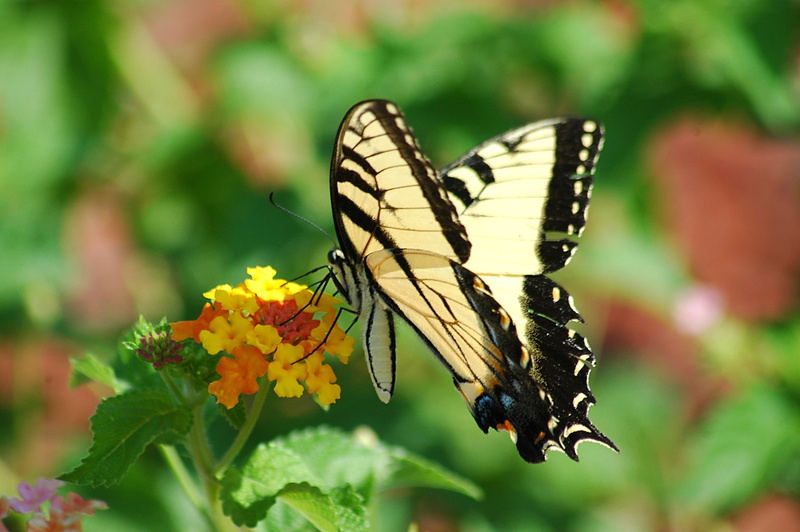 animals in the wild, close-up, macro, animal body part, perching, swallowtail, wings, invertebrate, pollination, nectar, delicate, tiger swallowtail, animal wildlife