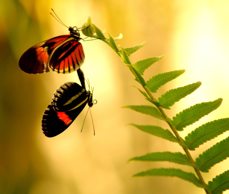 couple, red, butterflies, nature, tropical, no people, pollination, flower, coupling, macro, butterfly - Insect, sunlight, orange, animal, animals And Pets