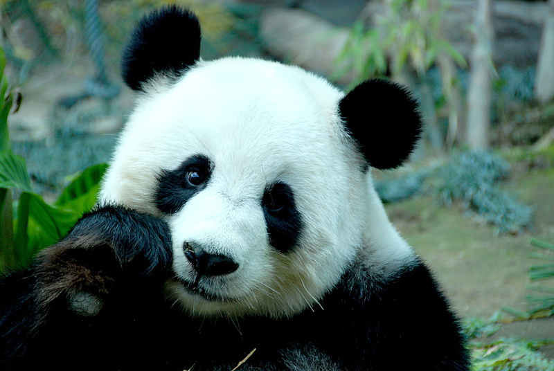 chinese Culture, 4K, herbivorous, bear, Panda, animals In The Wild, white, vertebrate, asia, chengdu, nature, bamboo Shoot, cute, portrait, wildlife Reserve