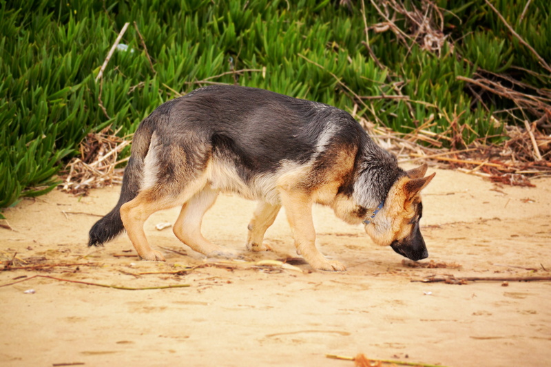 canine, land, full length, animal, day, no people, field, fur, purebred, outdoors, semi-arid, brown, animal themes, mammal, domestic animals, vertebrate