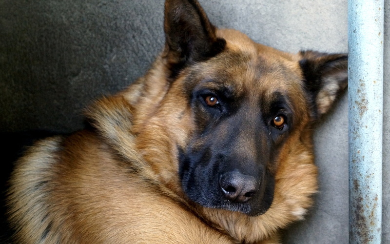 snout, purebred Dog, 720P, german, security Guard, pets, animal, tan, looking at camera, black Color, domestic Animals, sitting, vertebrate, dog, animal Head