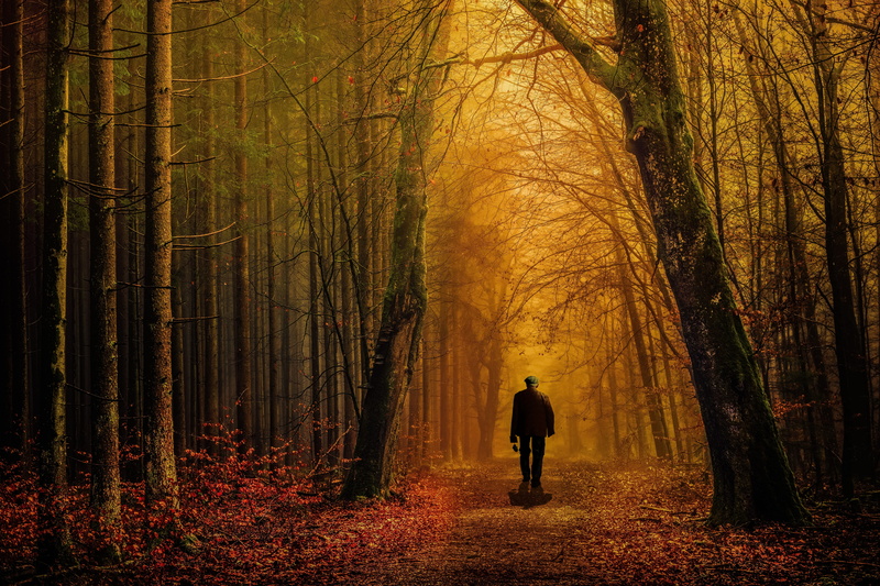 rear view, sunlight, dark, park, mood, landscape, leisure activity, person, beauty in nature, autumn, trail, one person, outdoors, scene, lifestyle, ground