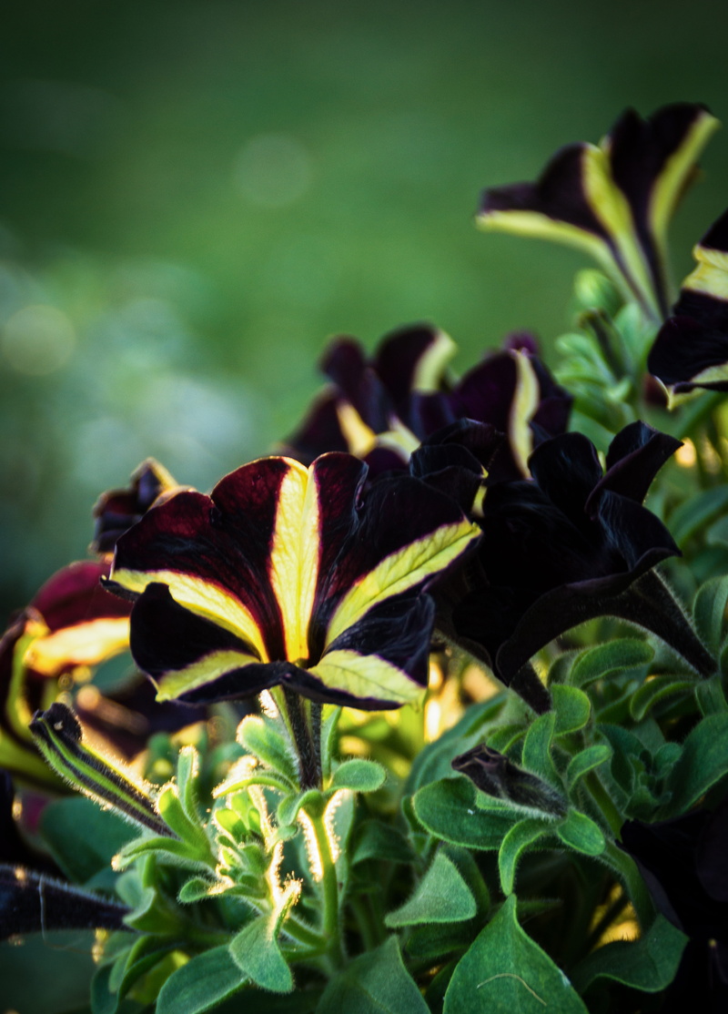 growth, plant, vulnerability, beauty in nature, petunia phantom, petunia, close-up, petal, inflorescence, bvb 09, flowering plant, freshness, balcony plant