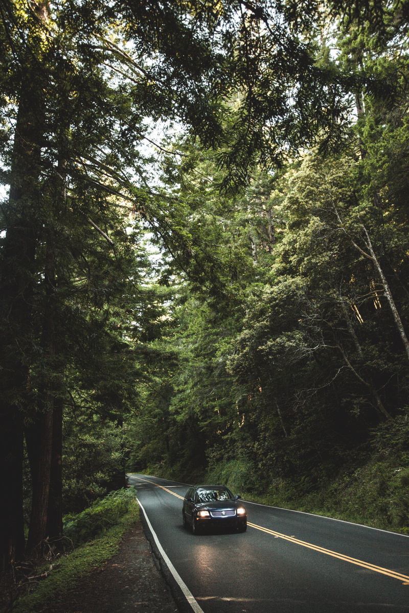 land, road trip, nature, direction, woodland, 5K, no people, transportation, beauty in nature, growth, car, road, forrest, plant, redwoods national park asbs state water quality protection area