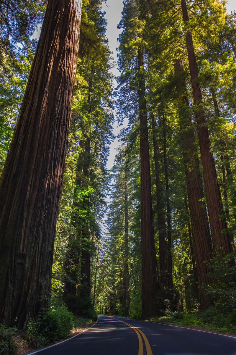 5K, road, land, tranquil scene, tarmac, nature, diminishing perspective, redwood, direction, forest, tree trunk, highway, way, no people, growth, sign