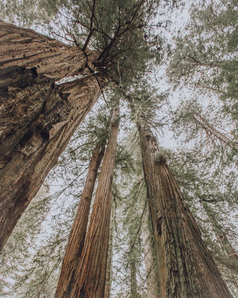 no people, tranquility, textured, outdoors, trees, beauty in nature, nature, wilderness, growth, branch, forest, bark, land, united states, 4K, day, redwoods