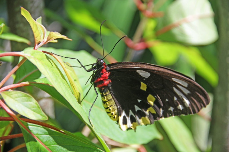 no people, butterfly, animals in the wild, day, green color, outdoors, pollination, animal wildlife, beauty in nature, invertebrate, antenas, one animal