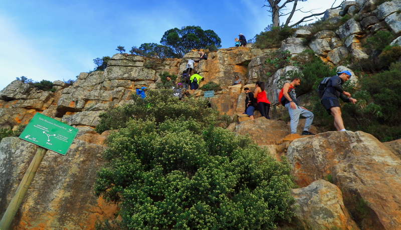 tree, people, nature, climbing, adult, south africa, mature men, signal hill, solid, outdoors, lifestyles, leisure activity, real people, men, group of people