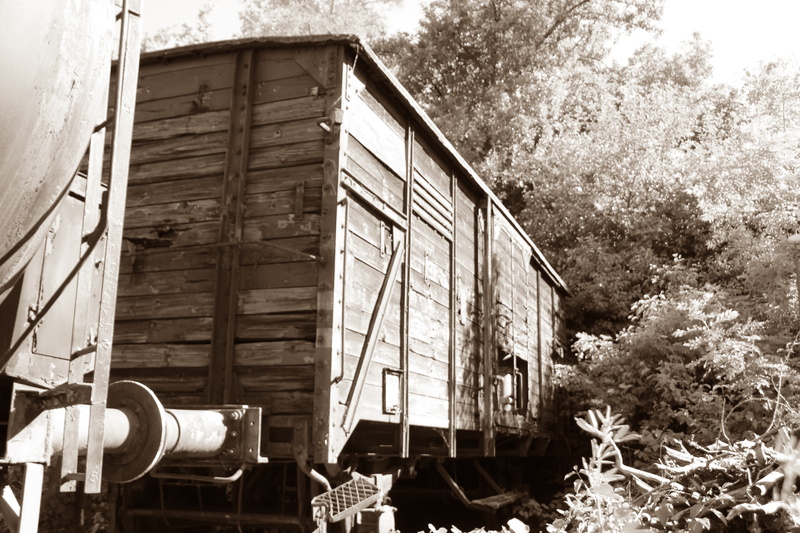 plant, 5K, house, wood - material, wagon, nature, low angle view, mode of transportation, outdoors, tree, architecture, goods wagons, glass - material