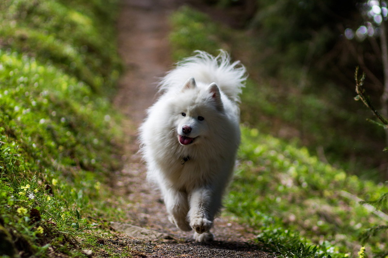 walk, 1080P, running, dog, Samoyed, nature, light