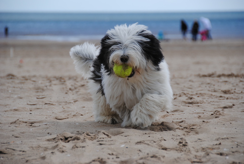 sucking, dog playing, purebred Dog, domestic animals, polish, outdoors, incidental people, land, tennis, sheepdog, pets, one animal, vertebrate, dog, beach