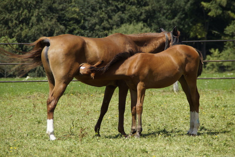 domestic animals, plant, mare, group of animals, arabs, foal, paddock, no people, ranch, marbach, full length, suck, pasture, grass, livestock, stud, pull up