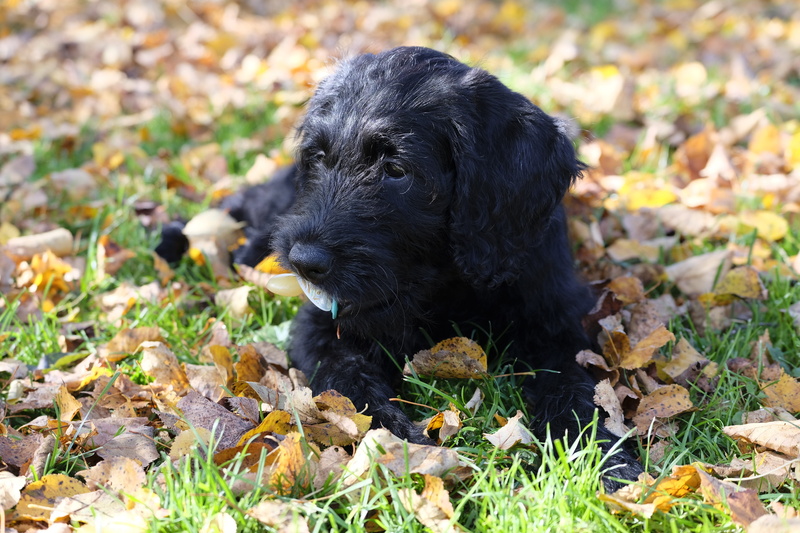 play, labrador, child, field, puppy, domestic animals, leaves, poodle, 5K, dog, black color, animal themes, leaf, pets, animal head, domestic, canine