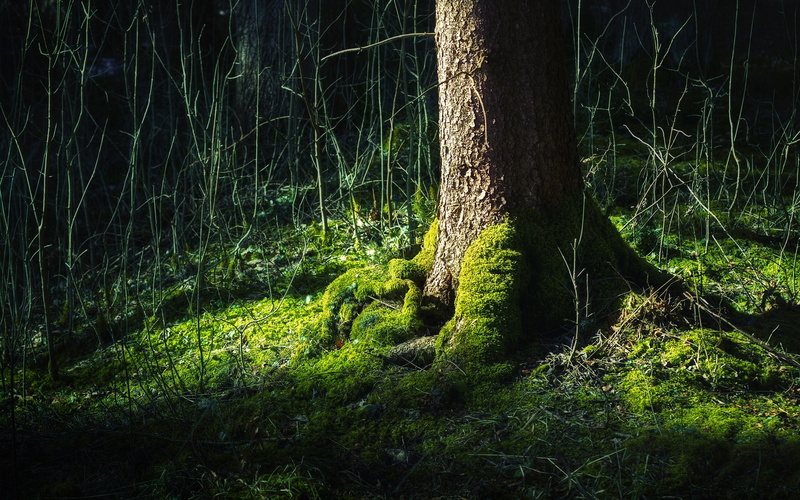 forests, res, hd, sucks, nature, forest, god, x, germany, low, 2K, art, black, thread