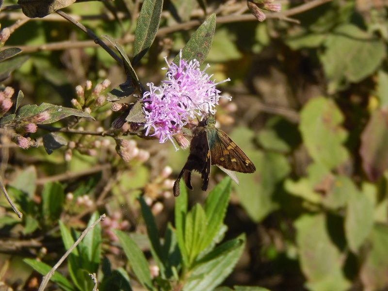 beauty in nature, freshness, one animal, close-up, petal, no people, nature, flowering plant, lilac, butterfly - insect, purple, invertebrate, pollination