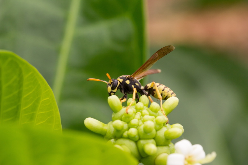 growth, close-up, no people, freshness, wasp, 4K, animal themes, inflorescence, day, leaf, fragility, sucking, selective focus, animal wing, small, noni