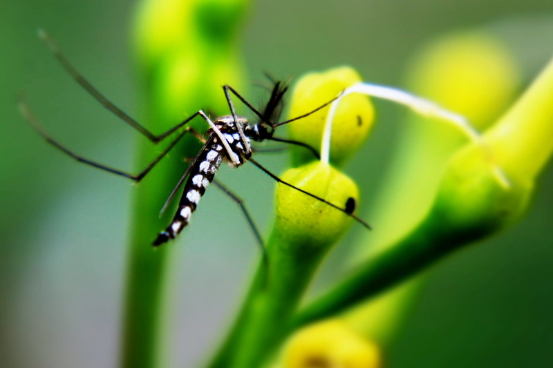 leaf, green color, close-up, mosquito, animals in the wild, no people, yellow, plant, growth, selective focus, nature, animal, 2K, sucking, macro, beauty in nature