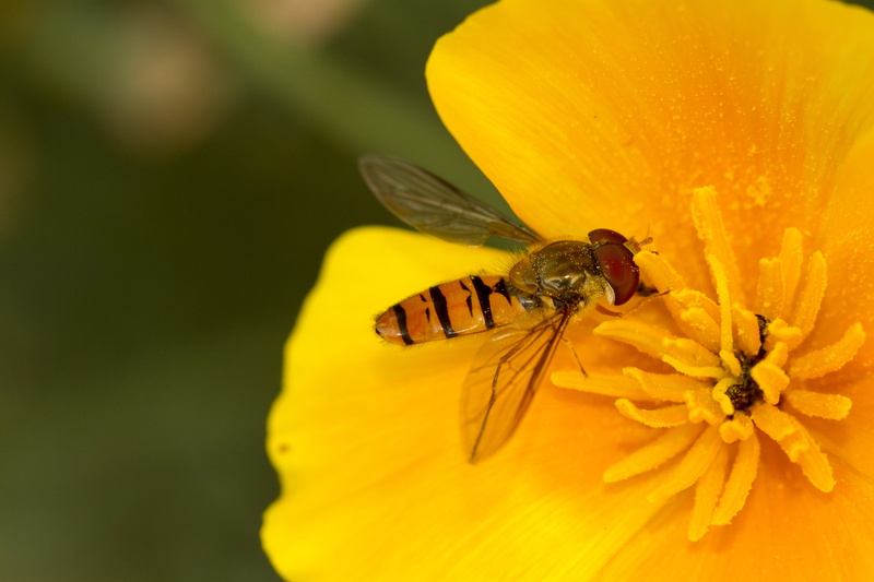 Valentine, macro, nature, USM, Friends, Garden, Canon EF, pollination, pollen, flower, HFDF, bee, Insect, summer, DOF, UK, Outdoors, California Poppy, close-up