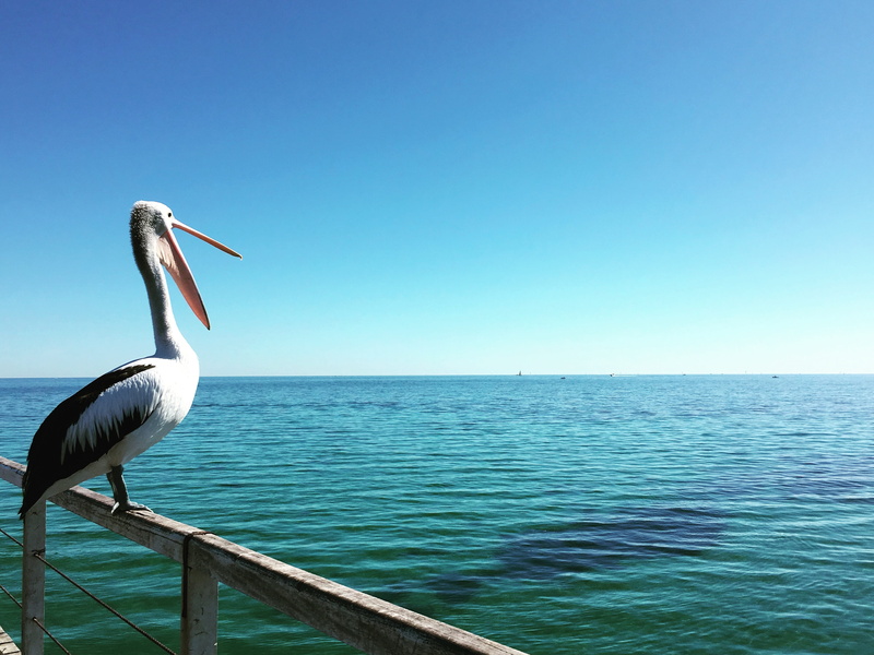 copy space, sea, beauty in nature, animal themes, vertebrate, pelican, no people, nature, horizon over water, animals in the wild, semaphore, horizon, australia