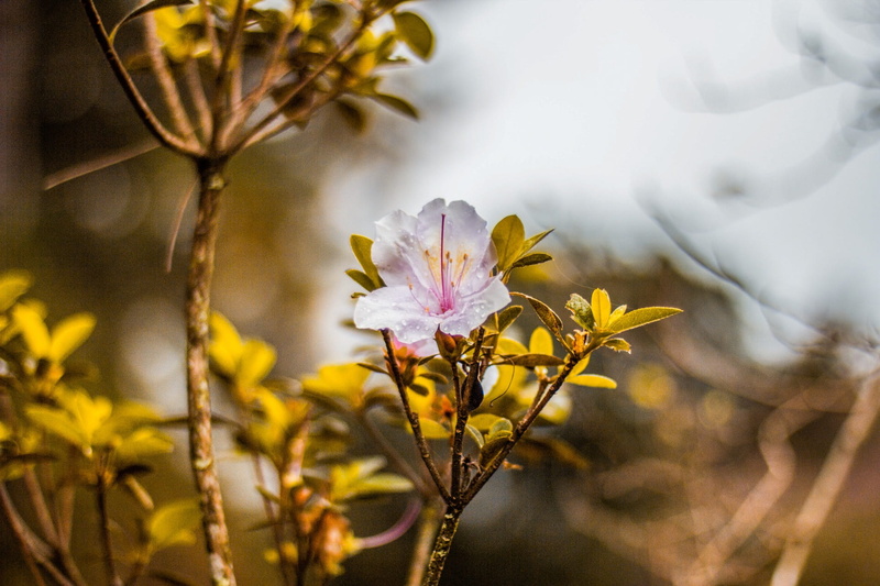 nature, growth, environment, beauty in nature, flower, focus on foreground, vulnerability, beautiful, springtime, purple, outdoors, pollen, petal, branch