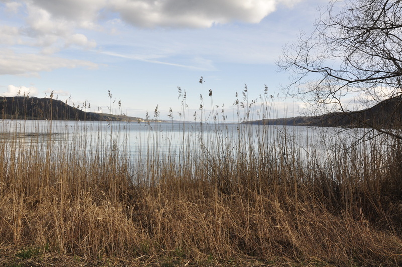 water, beauty in nature, tree, reed, growth, bare tree, lake constance, no people, grass, tranquil scene, day, lakeshore, nature, tranquility, ludwigshafen