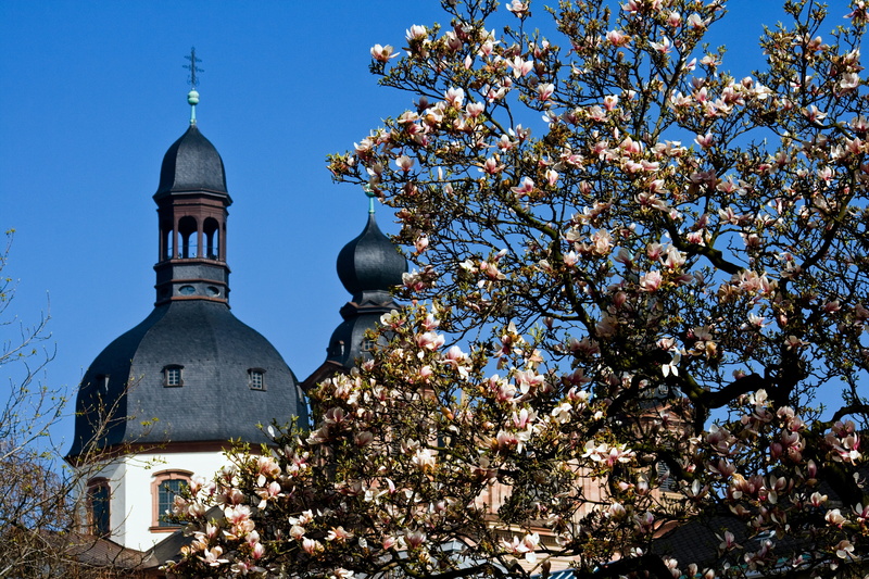 place of worship, religion, cherry blossom, built structure, mannheim, flowering plant, 4K, plant, magnolia blossom, dome, building exterior, architecture