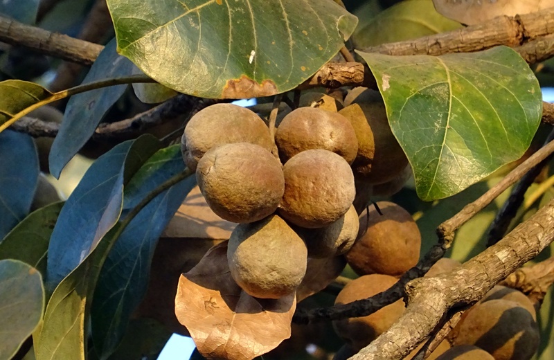 sahyadri, food, ripe, wild, healthy eating, western ghats, freshness, flora, food and drink, plant, dried, branch, plant part, focus on foreground, close-up