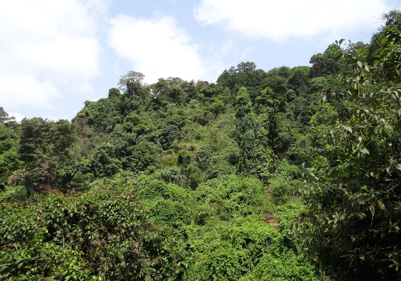 rainforest, mountains, uttar kannada, cloud - sky, forest, no people, 2K, tree, growth, tranquil scene, tranquility, western ghats, beauty in nature, yana