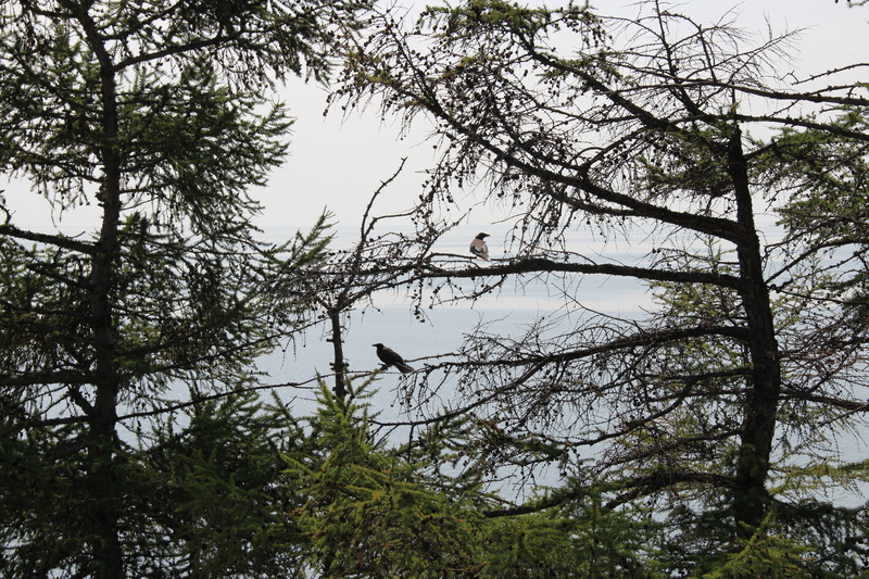 trees, outdoors, raven, forest, baikal, day, nature, tree, tranquility, lake, living nature, branch, animal themes, bird, plant, tranquil scene, non-urban scene