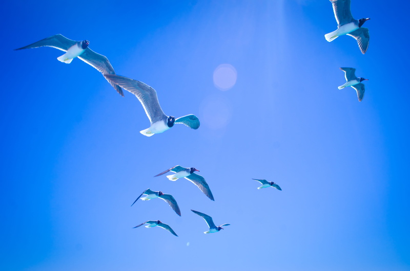 animal wildlife, white seagull, flying, marine, group of animals, mid-air, vertebrate, blue, sea life, large group of animals, animal, bird, 4K, no people