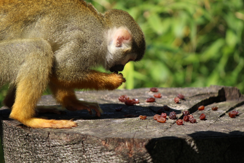 animals In The Wild, wood - material, one animal, forest, mammal, 5K, saimiri, animal wildlife, animal, Squirrel Monkey, close-up, day, food and drink