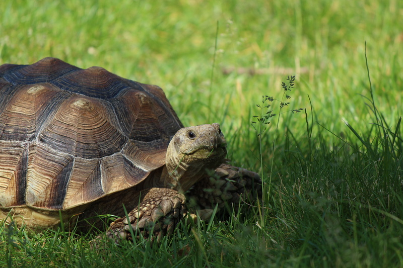 5K, animals in the wild, boredom, wildlife, tortoise shell, no people, reptile, day, animal, nature, shell, land, one animal, turtle, grass, tierpark bochum