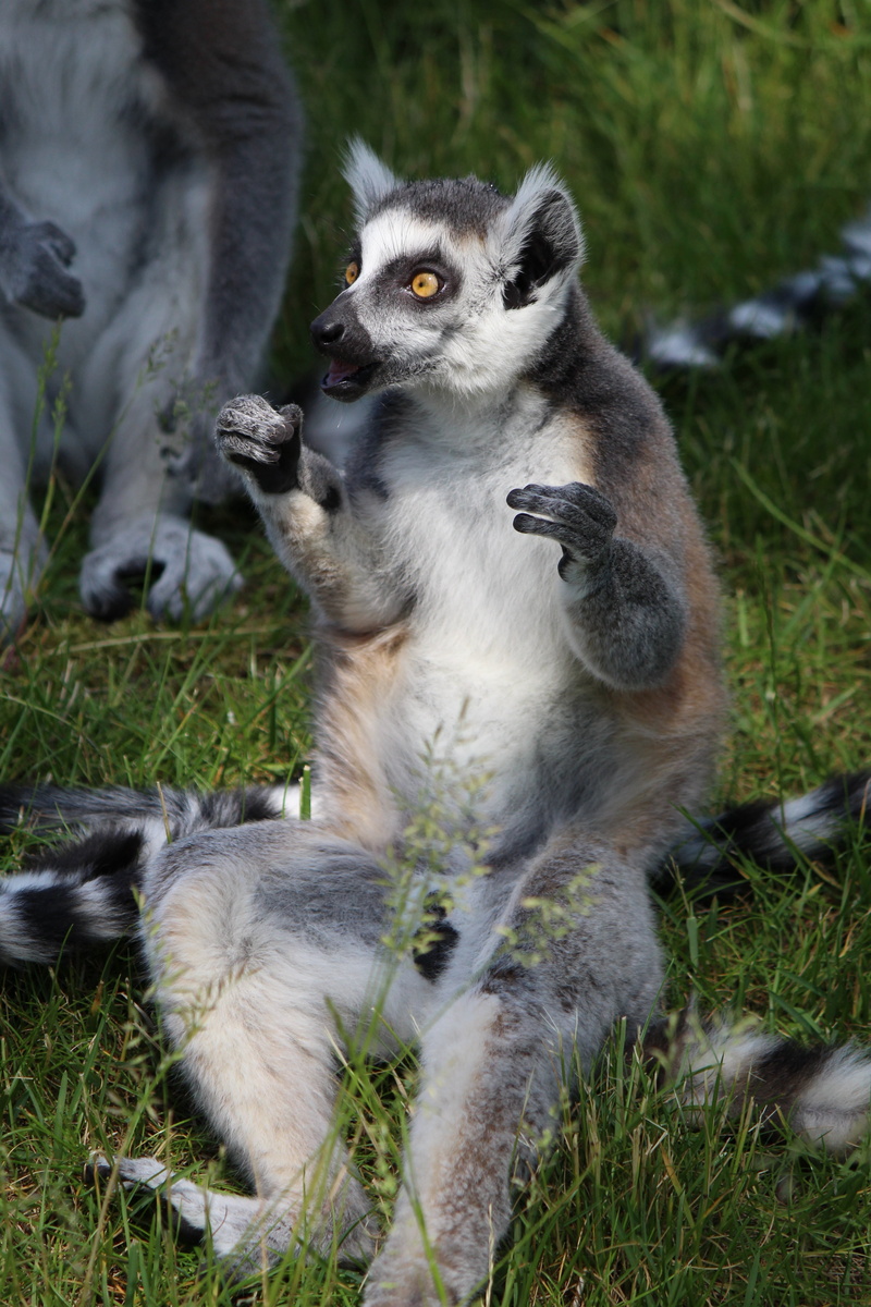 5K, primate, plant, ring-tailed Lemur, madagascar, tierpark bochum, vertebrate, primates, lemur, cute, animal, mammal, sit, two animals, prosimians, grass