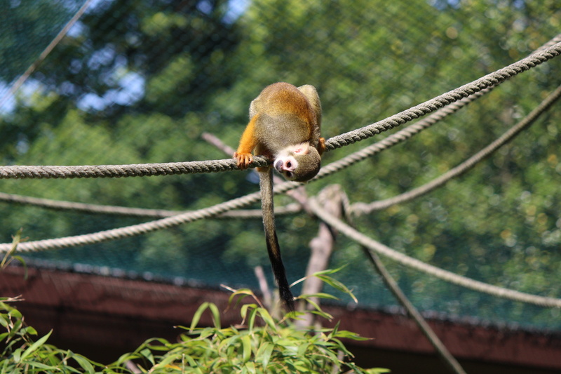 growth, nature, close-up, animal wildlife, mammal, capuchin-like, day, primate, monkey, animal themes, no people, animals in the wild, tierpark bochum