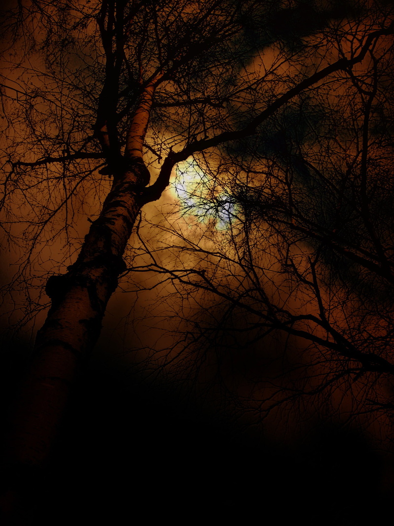 nature, sun, grasses, tree, bare tree, sky, low angle view, branch, land, grass, outdoors, leafless, leaves, sunset, surreal, evening, forest, beauty in nature