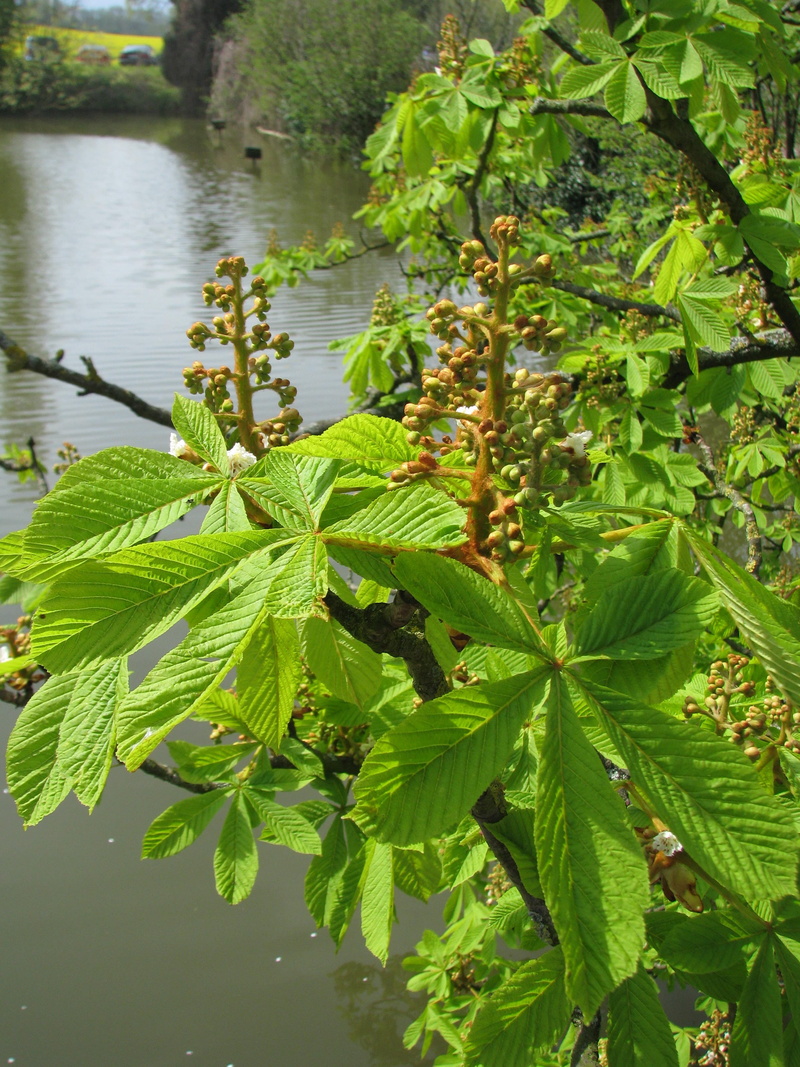 tree, summer, no people, lake, waters, tranquil scene, landscape, close-up, focus on foreground, 2K, freshness, ambience, floating on water, outdoors