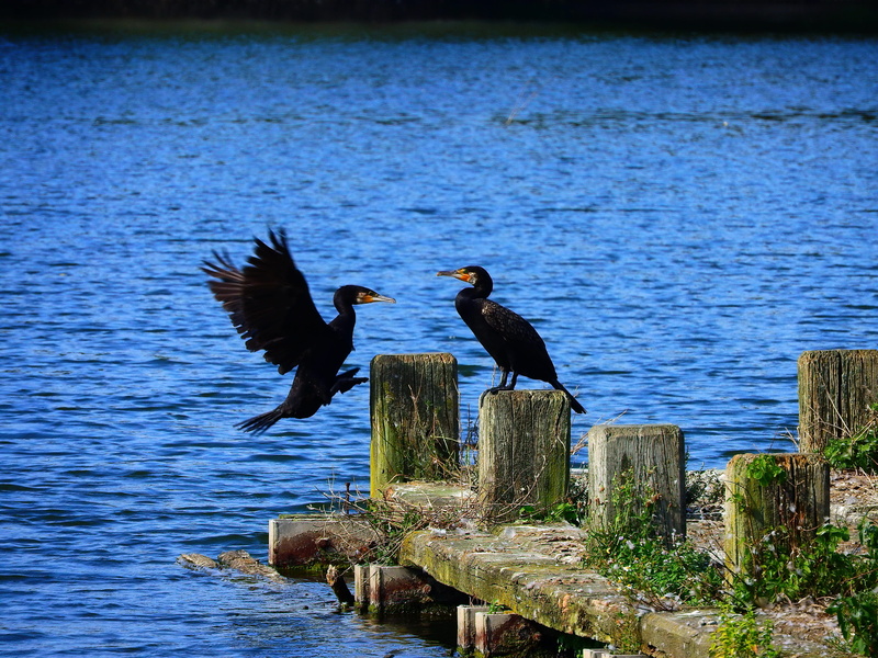 animal wildlife, resting place, wildlife photography, two animals, perching, birds, ansitz, water, post, eagle, bochum, day, wooden post, nature, wood - material