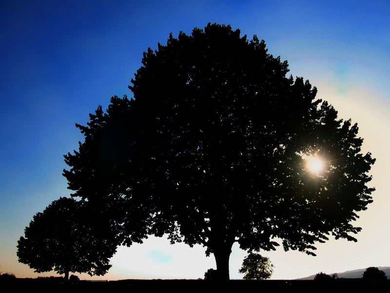 growth, setting, trees, nature, sun, grasses, bush, ambience, evening, reed, tree, grass, autumn, bushes, plant, lens flare, blatter, hedge, fog, low angle view