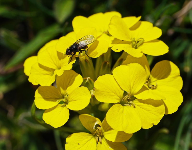 animal wildlife, june, fragility, flower, high position, vierblättrig, 2K, yellow, housefly, beauty in nature, pollination, alpes maritimes, animals in the wild