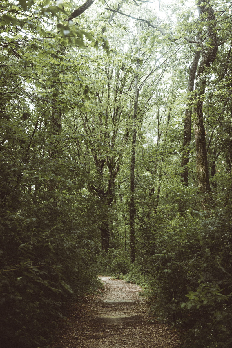 the way forward, green, path, land, pathway, tranquil scene, forest, leaf, foliage, no people, tree, scenics - nature, growth, trail, green color, day